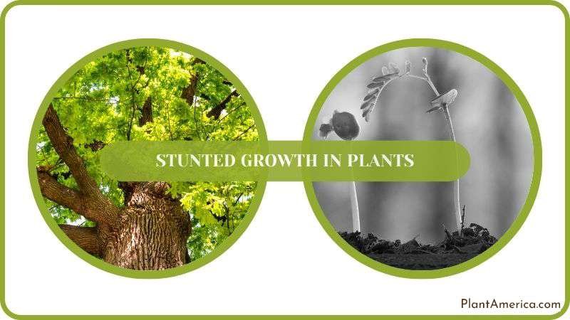 Conclusion of Stunted Growth in Plants Plant America