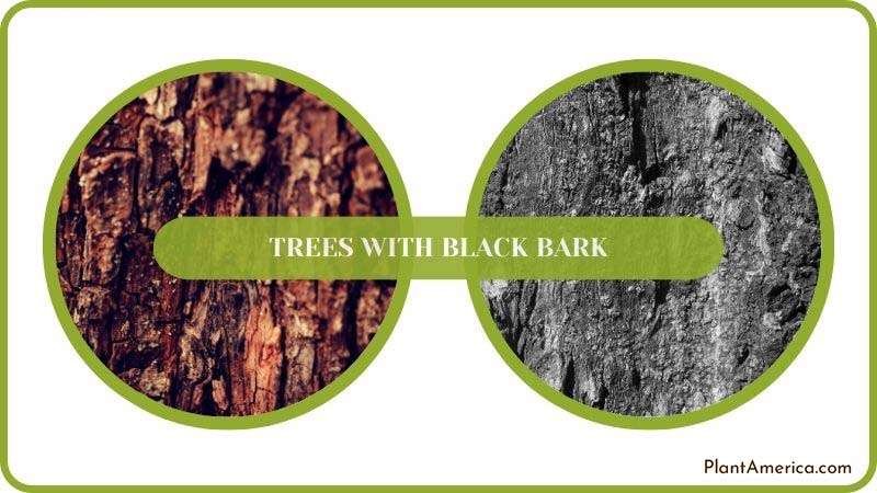 Conclusion of Trees With Black Bark Plant America