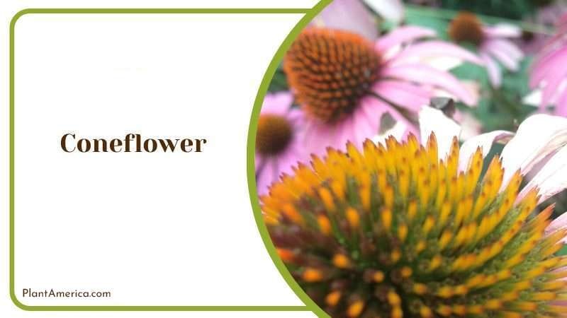 Cone Flower PlantAmerica