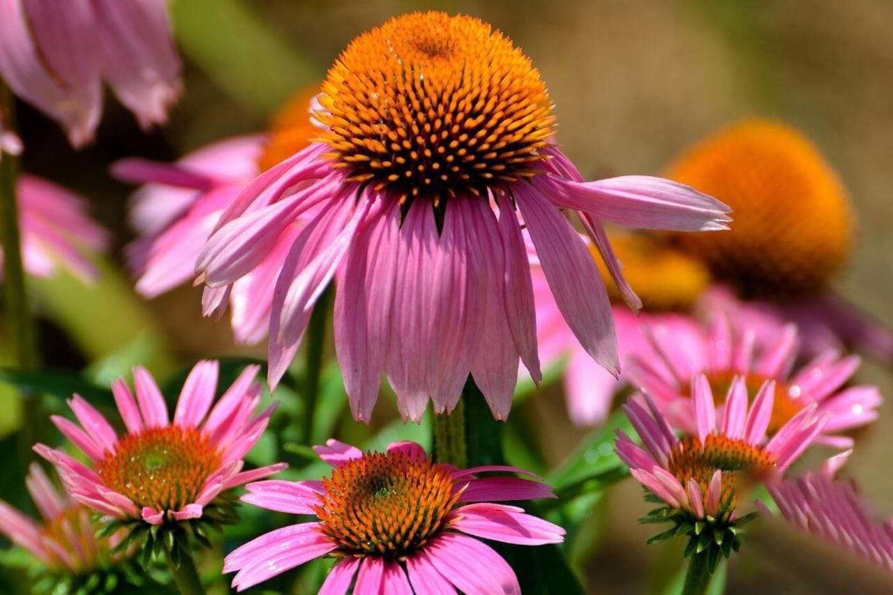Coneflower Plant America
