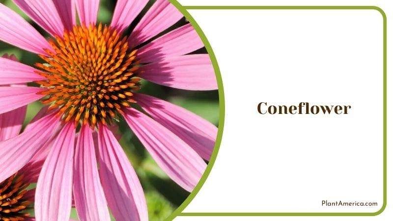 Coneflower PlantAmerica