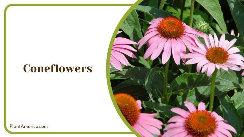 Coneflowers Blooms PlantAmerica