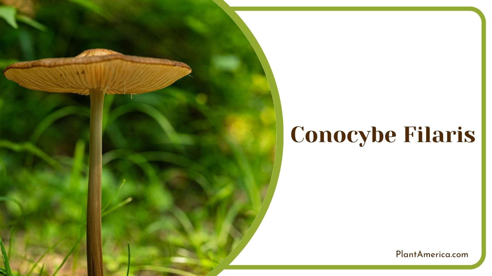 Conocybe Filaris From Side Plant America