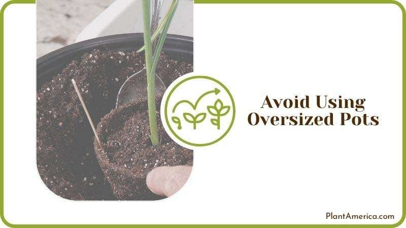 Cons of Using Oversized Pots Plant America Cons of Using Oversized Pots Plant America