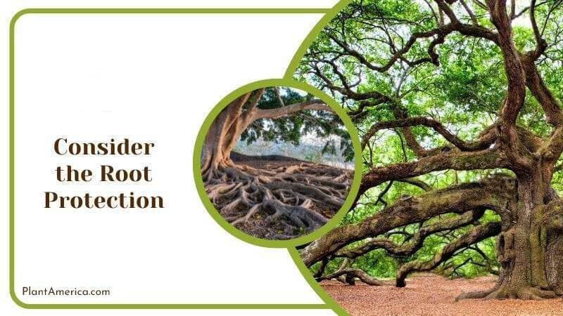 Consider the Root Protection of an Oak Plant America