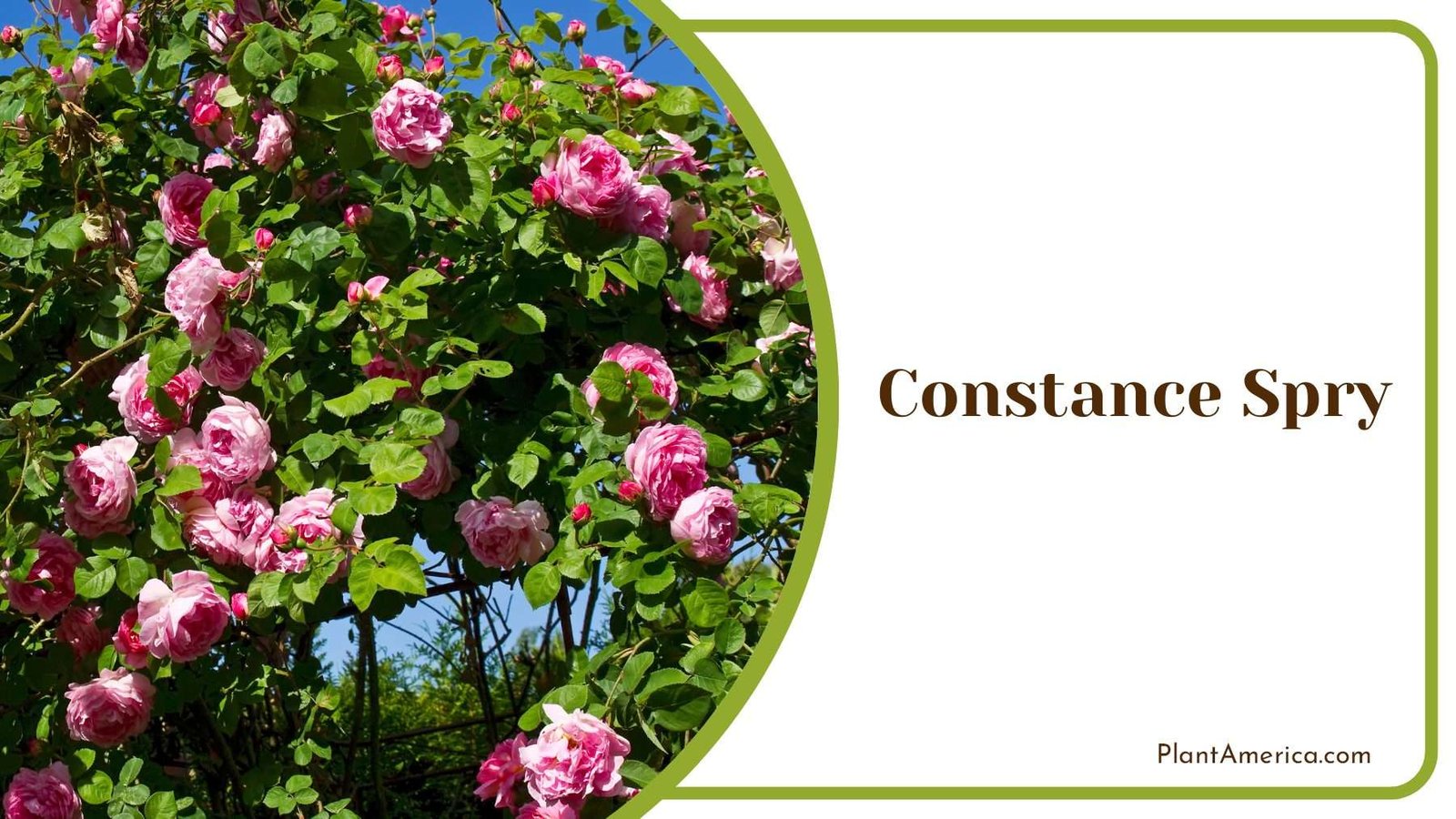 Constance Spry Rose Blooms Pink Plant America