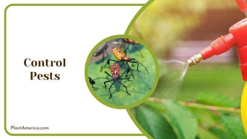 Control Pests Plant America