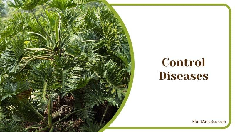 Control bacterial leaf spots Disease PlantAmerica