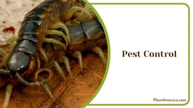 Controling Pests with Centipedes PlantAmerica