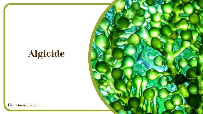 Controlling Algae in Plants Plant America