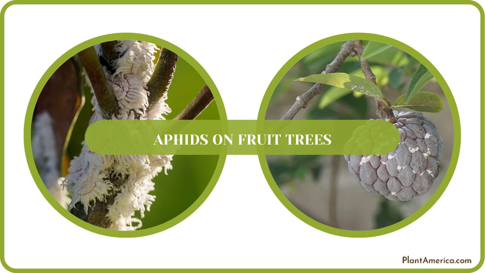 Controlling Aphids on Fruit Tress PlantAmerica