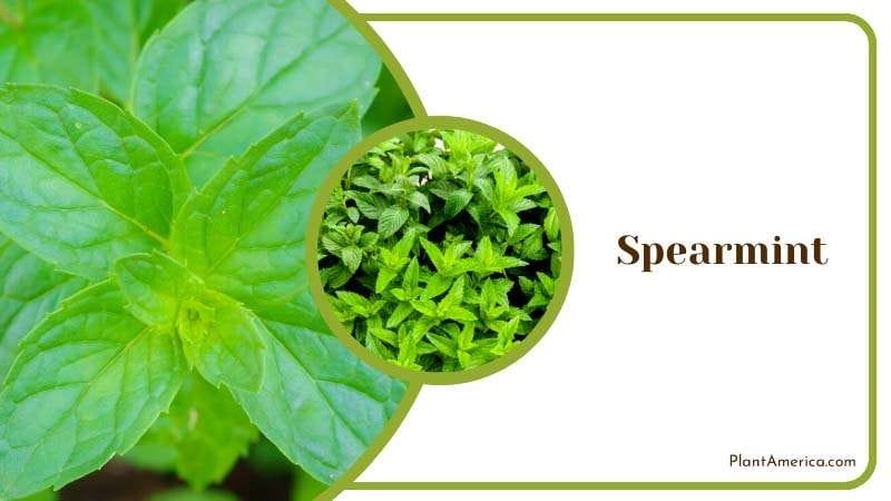 Cool Refreshment of Spearmint Plant America