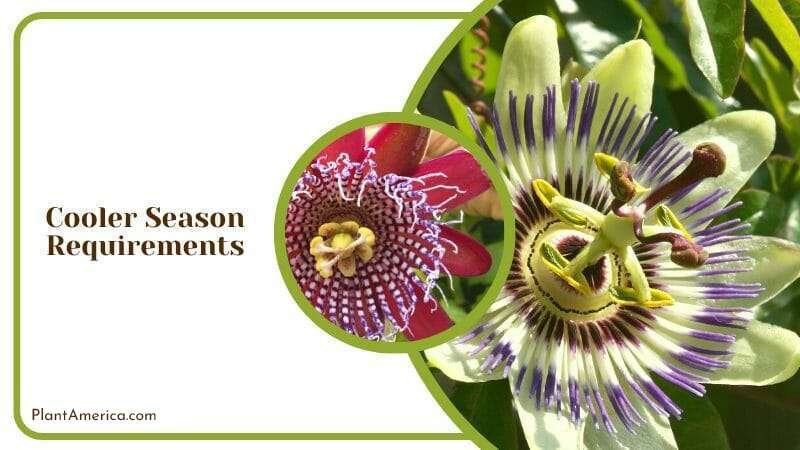 Cooler Season Requirements in Passiflora Plant America Cooler Season Requirements in Passiflora Plant America