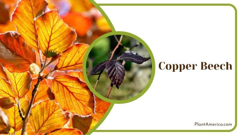 Copper Beech Foliage Plant America Copper Beech Foliage Plant America