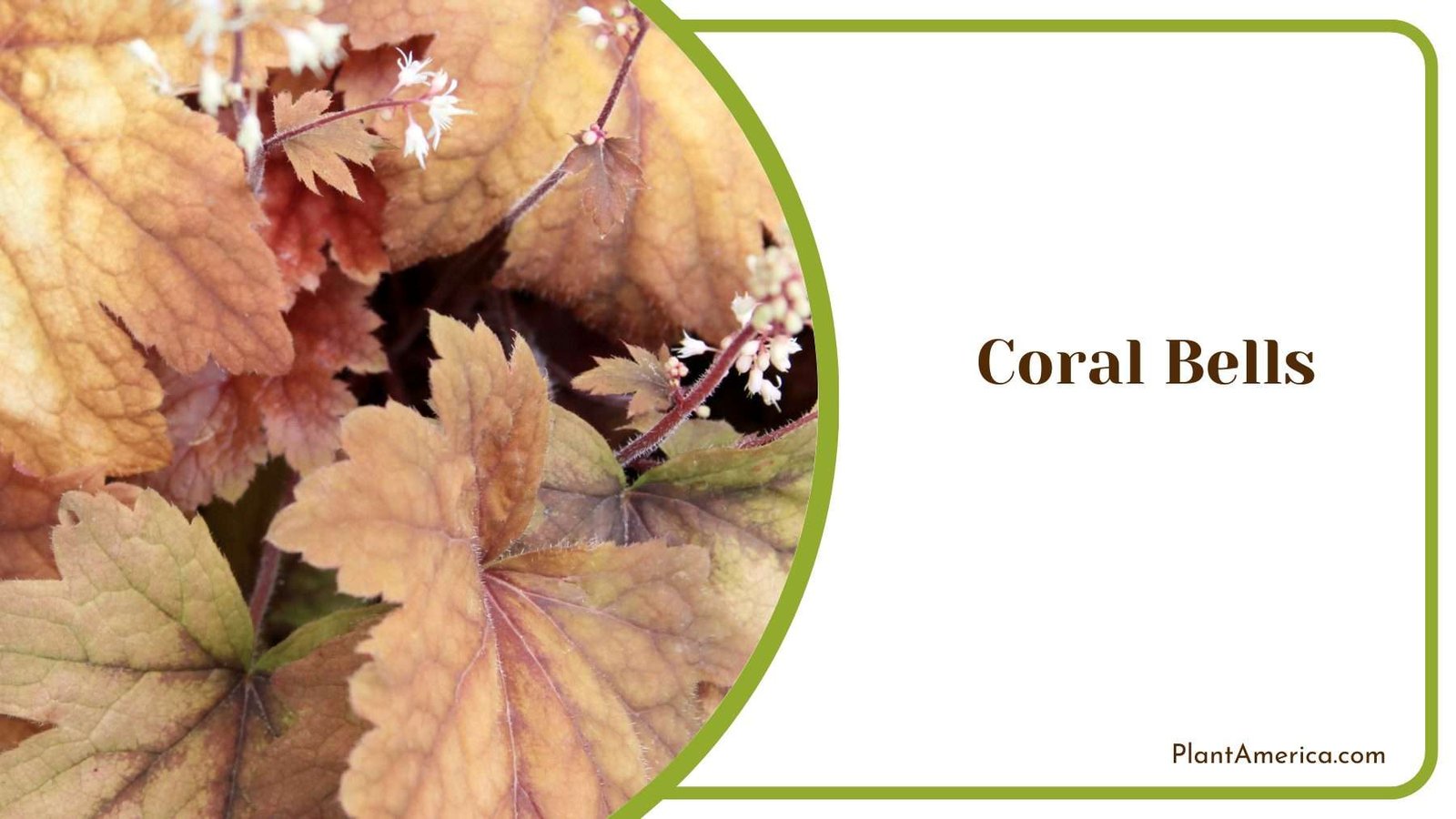 Coral Bells Plant Plant America
