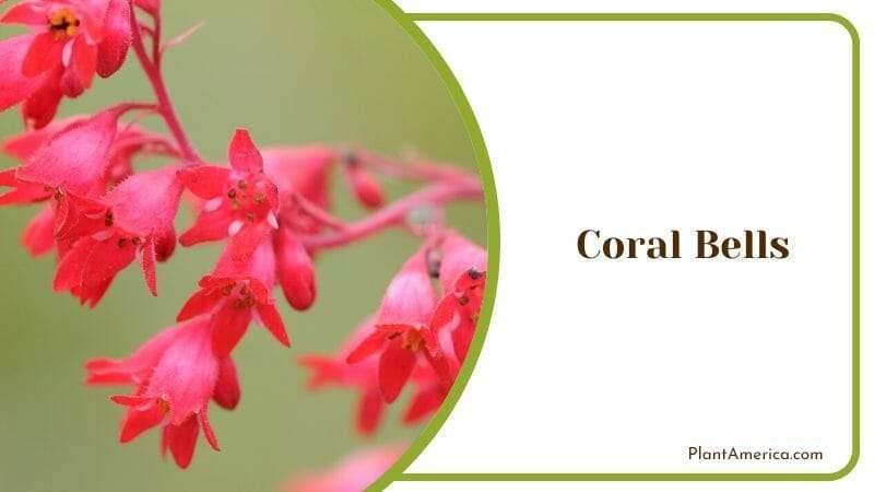 Coral Bells PlantAmerica 1