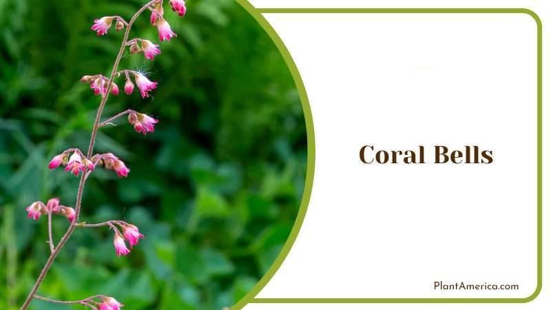 Coral Bells PlantAmerica 2 Coral Bells PlantAmerica 2