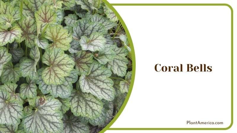 Coral Bells pair excellently with echinacea PlantAmerica