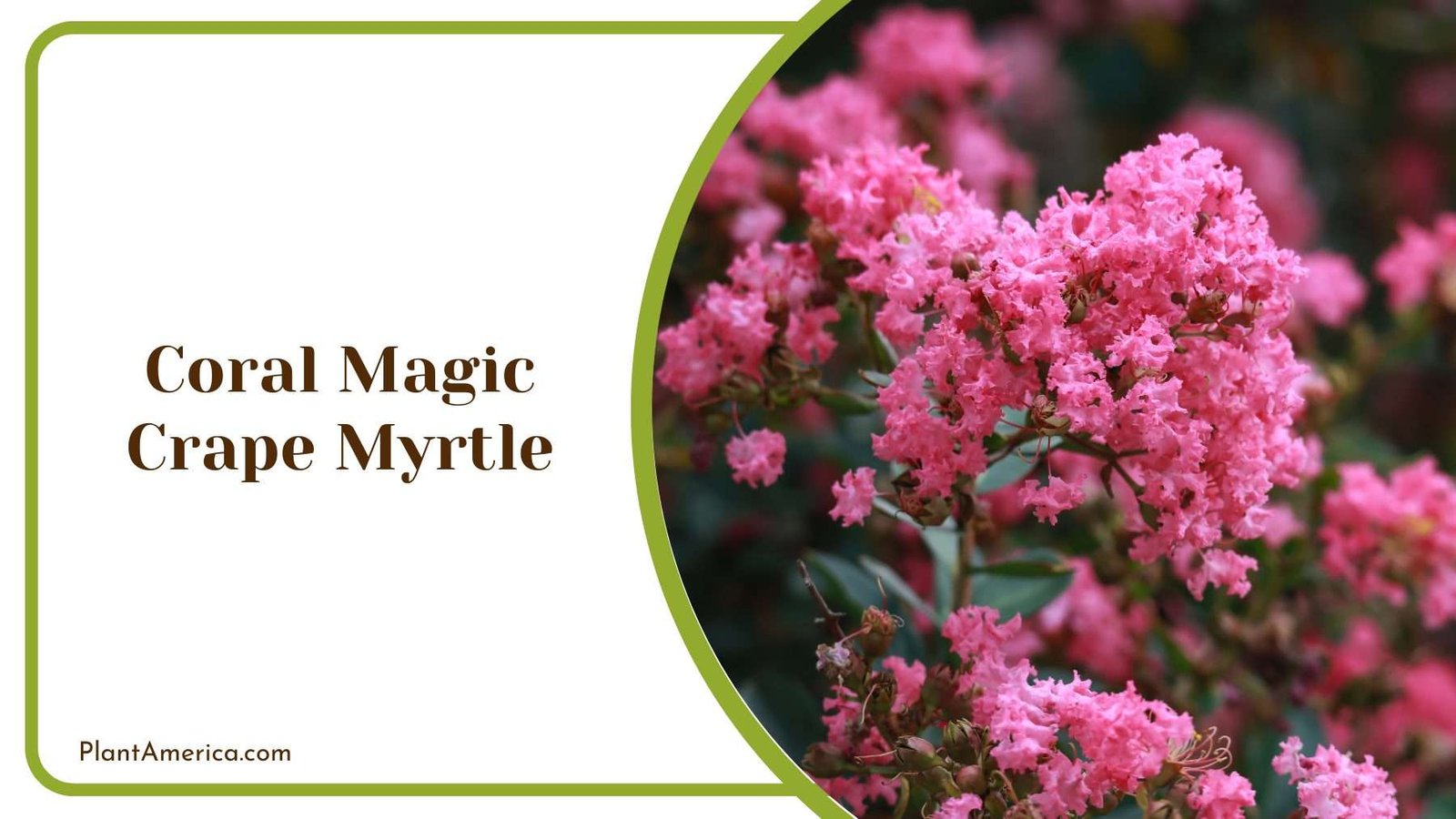 Coral Magic Crape Myrtle Plant America