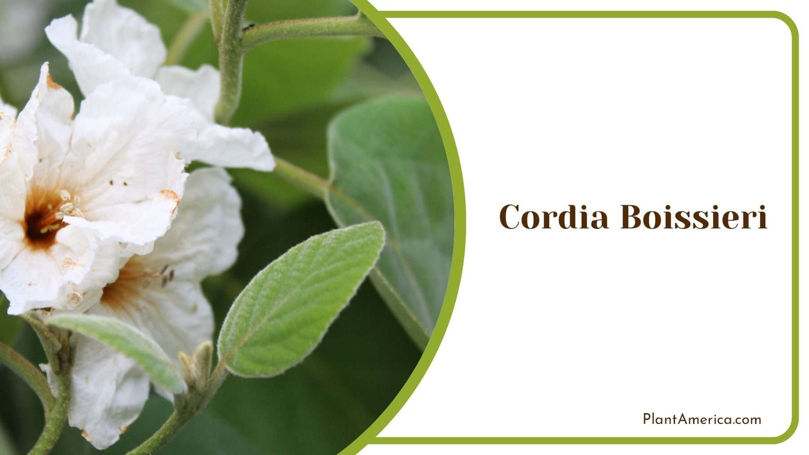 Cordia Boissieri Tiny White Flowers PlantAmerica