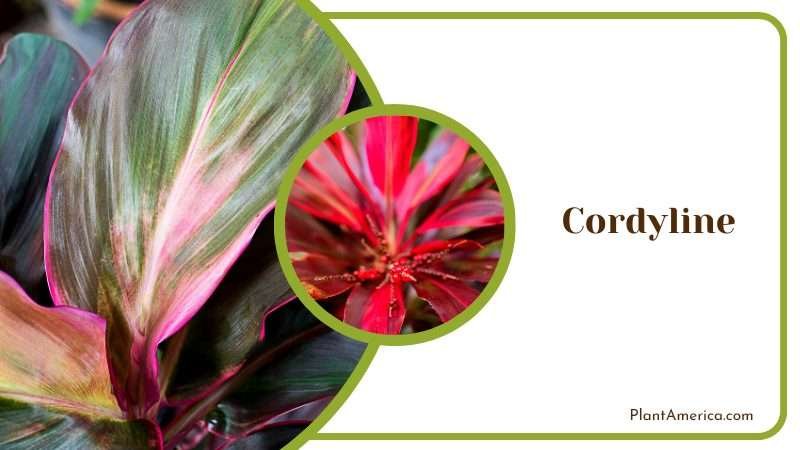 Cordyline Plant Grows in Shrub PlantAmerica Cordyline Plant Grows in Shrub PlantAmerica