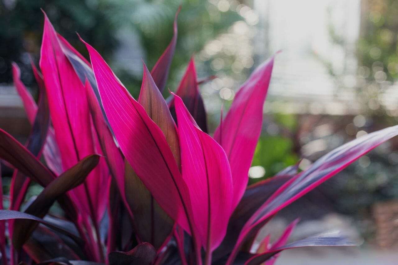 Cordyline Terminalis Ti Plant Plant America