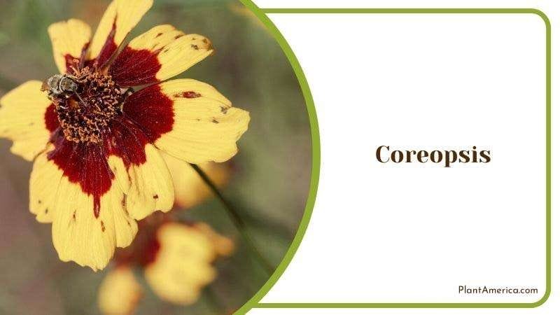 Coreopsis PlantAmerica
