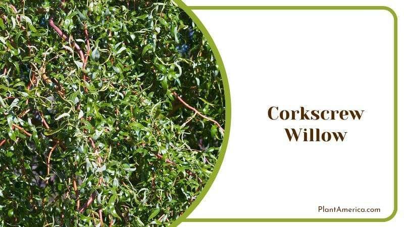 Corkscrew Willow PlantAmerica
