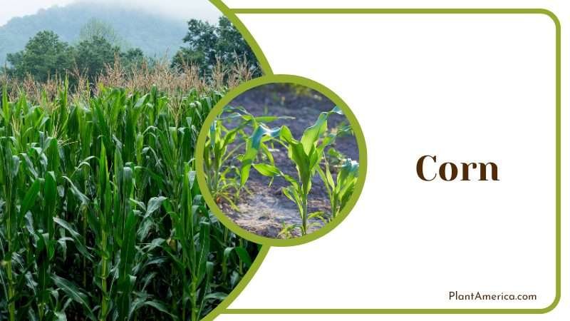 Corn Has a green leafy covering Plant America Corn Has a green leafy covering Plant America