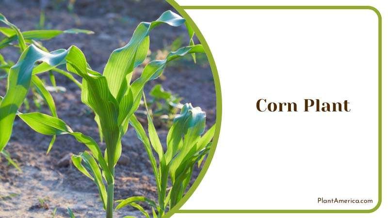 Corn Plant Plant America Corn Plant Plant America