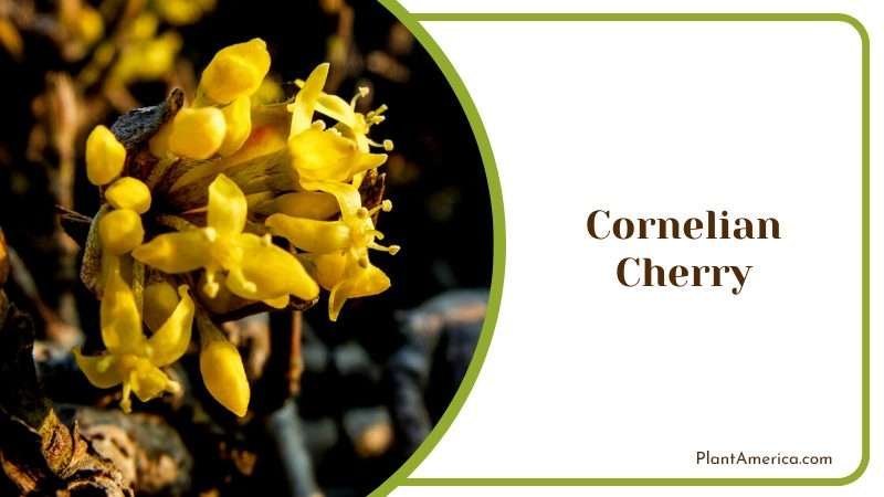 Cornelian Cherry Dogwood PlantAmerica