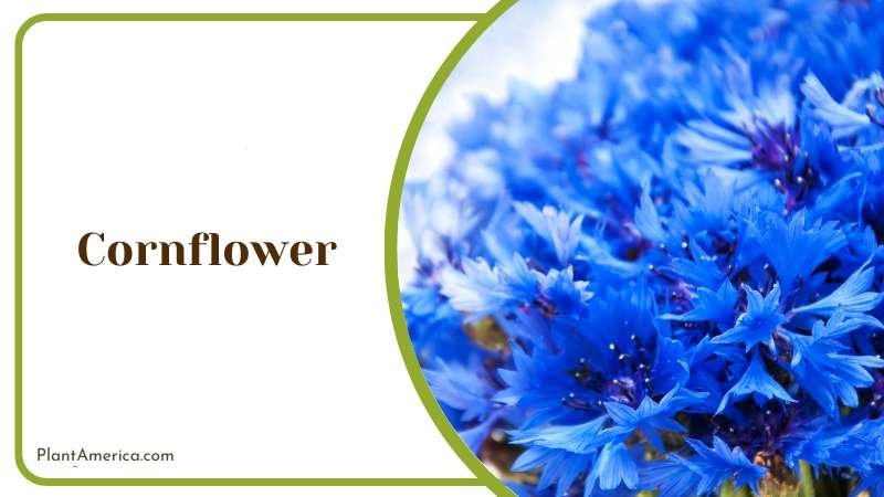 Cornflower Plant America 1