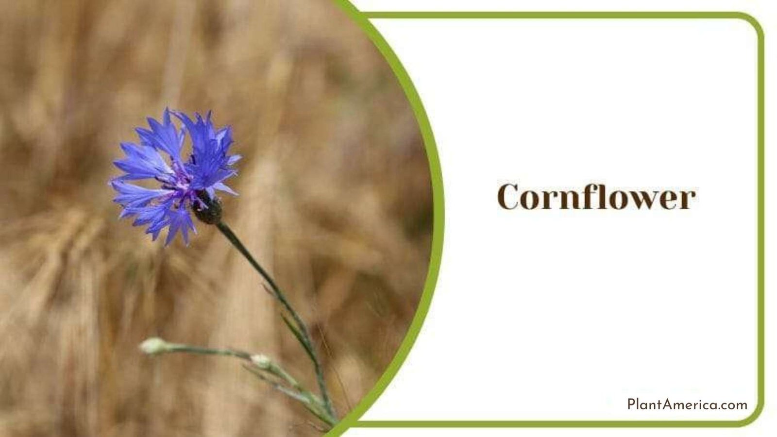 Cornflower favorable plants for gardenias Plant America