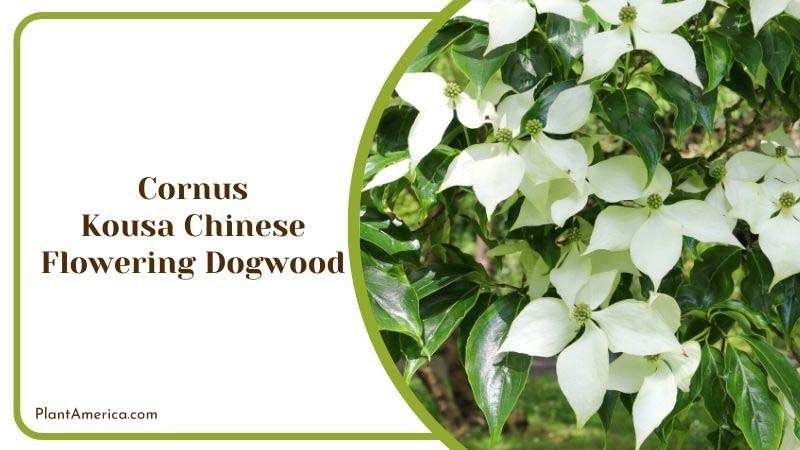 Cornus Kousa Chinese Flowering Dogwood Plant America Cornus Kousa Chinese Flowering Dogwood Plant America
