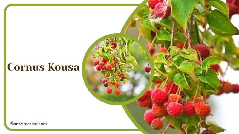 Cornus Kousa Dogwood PlantAmerica