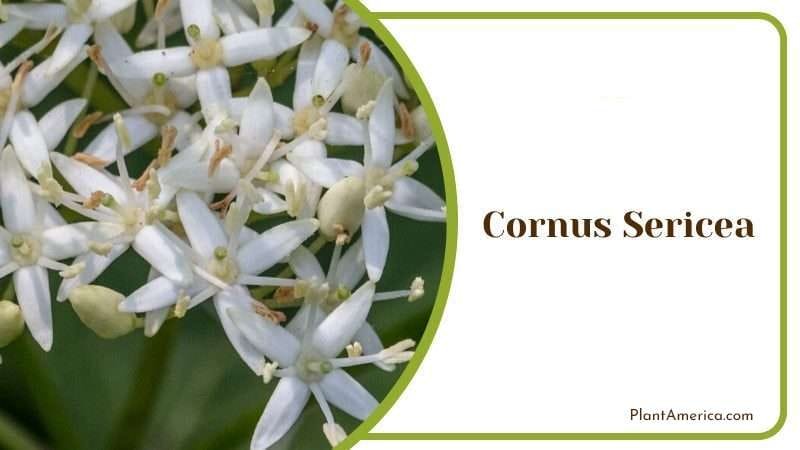 Cornus Sericea PlantAmerica