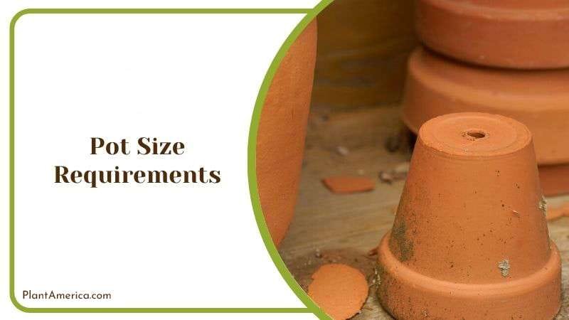 Correct Pot Size for Sugar Maple Bonsai Plantamerica