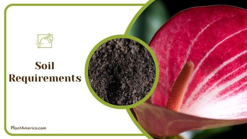 Content Images List Post Admirable Fireburst Anthurium for Ind Content Images List Post Admirable Fireburst Anthurium for Ind