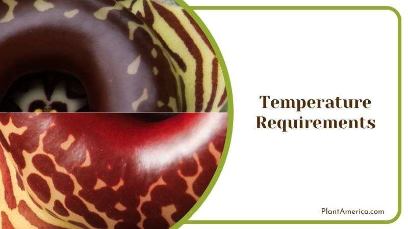 Correct Temperature for Huernia Plant America