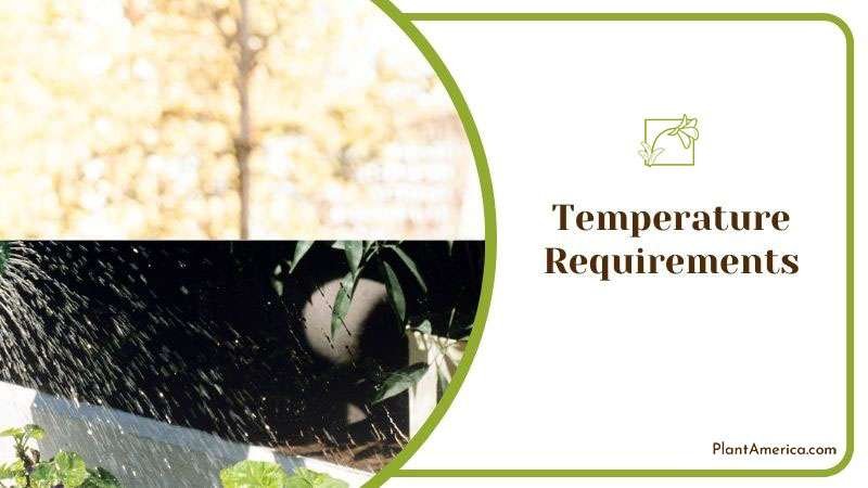 Correct Temperature for Plowmanii ~ PlantAmerica