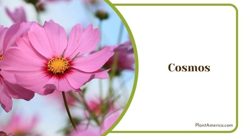 Cosmos Flower Plant America