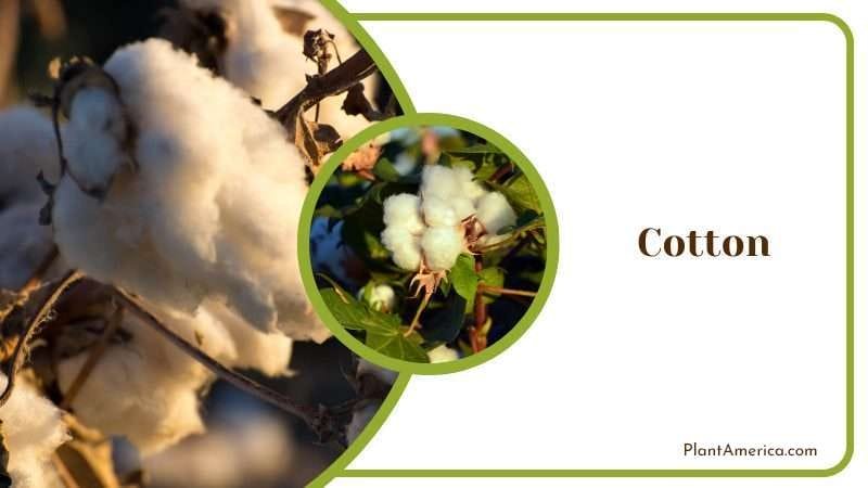 Cotton Plant PlantAmerica