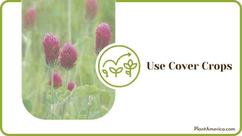 Cover Crops Plant Plant America