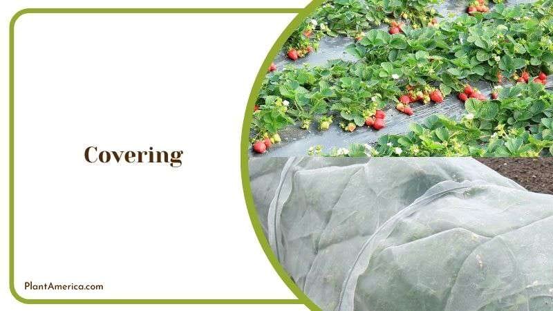Covering Strawberry Plants Plant America