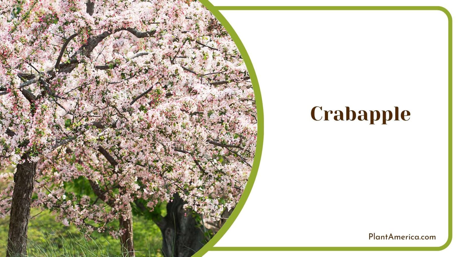 Crabapple Trees Plant America