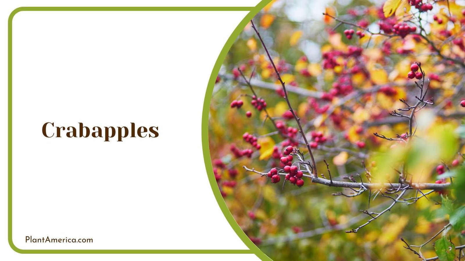 Crabapples Plant Plant America