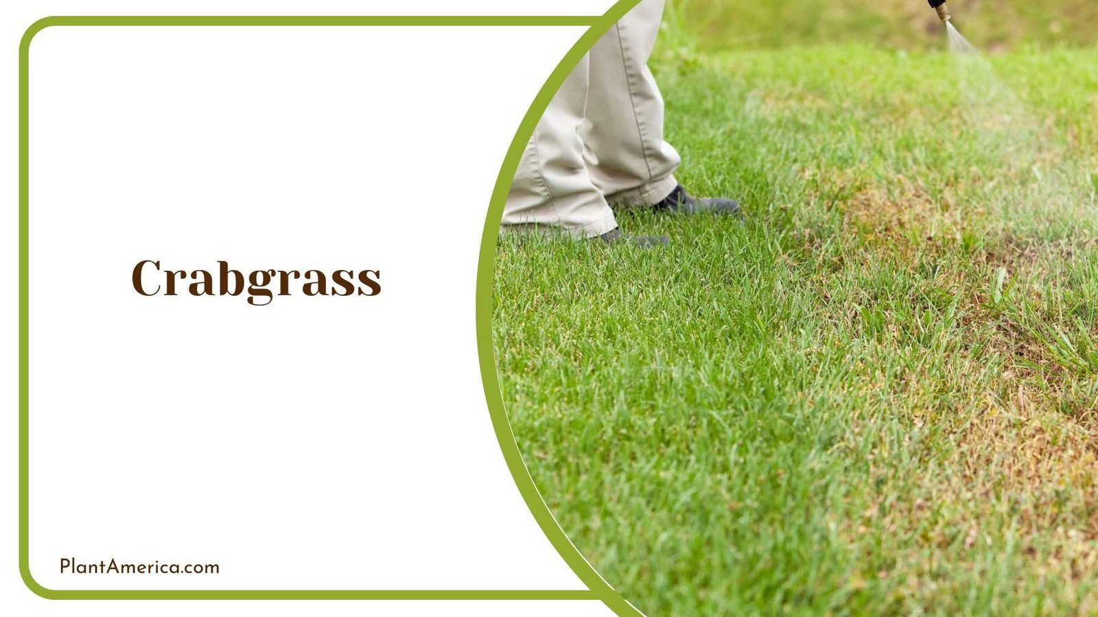 Crabgrass in Lawn Plant America Crabgrass in Lawn Plant America