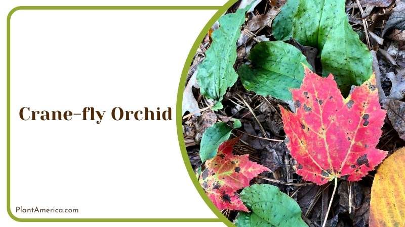 Crane Fly Orchid Leaves Plant America