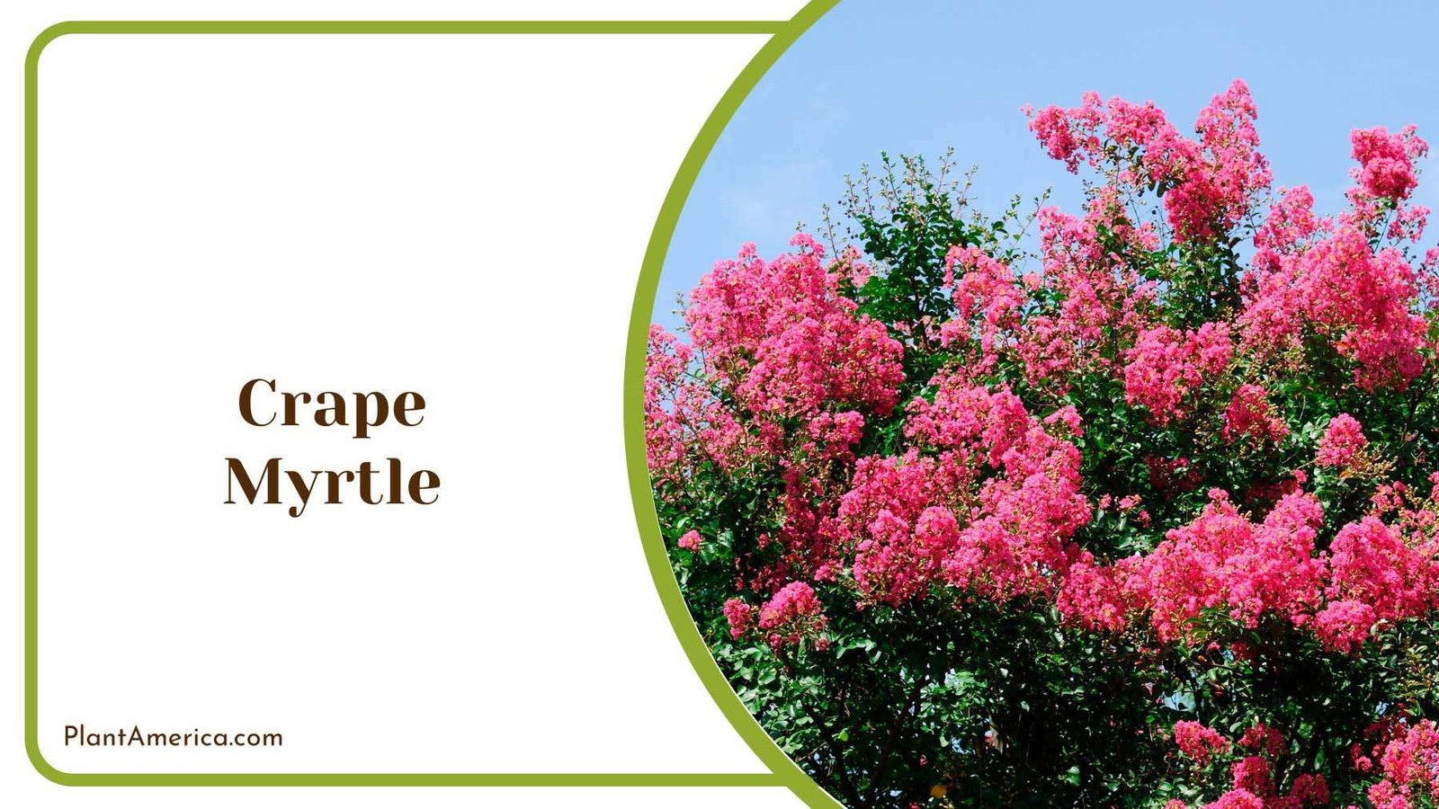 Crape Myrtle Beauty Of Garden Plant America