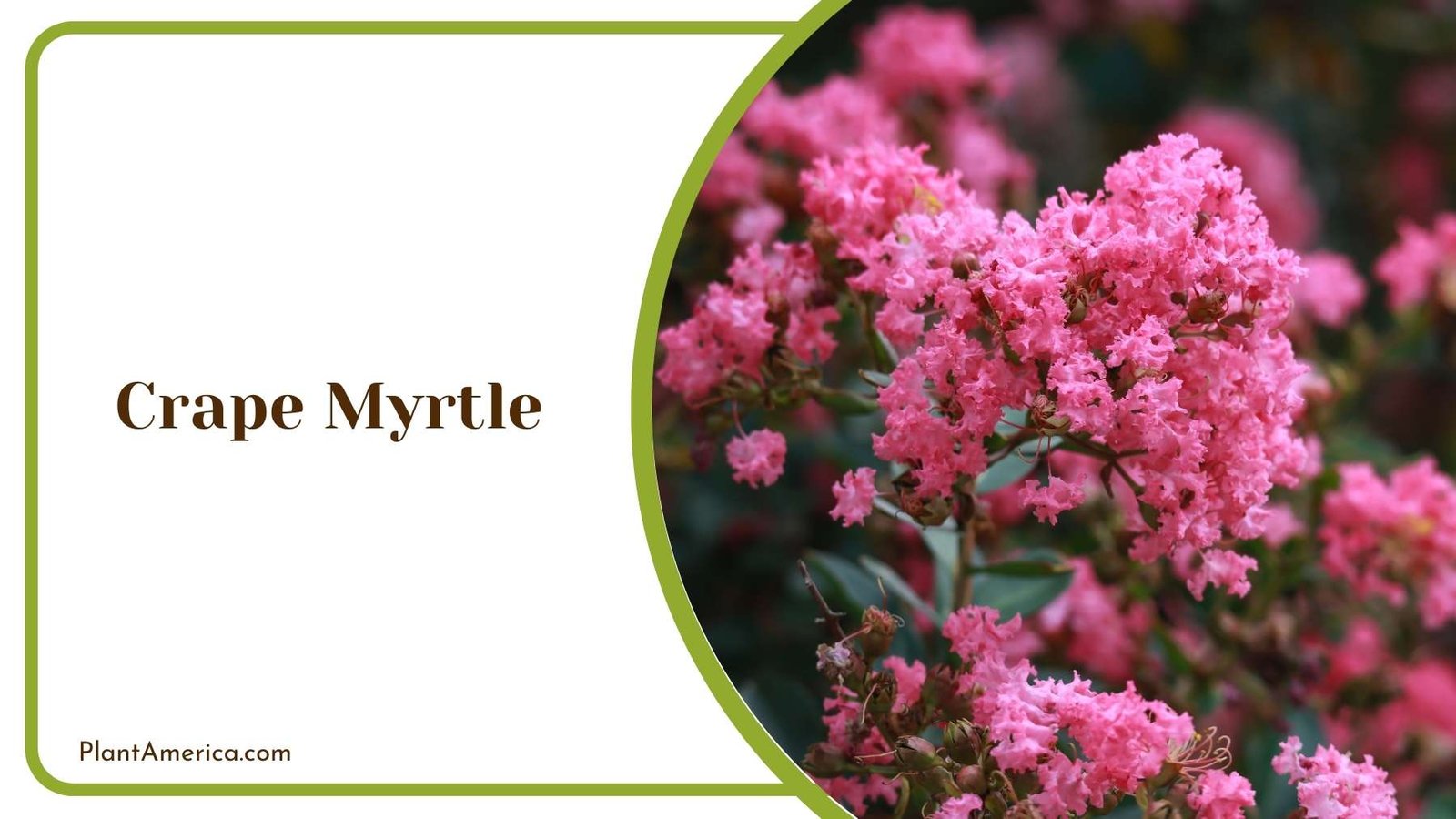 Crape Myrtle Bloom Plant America